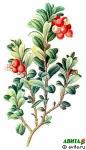 Брусника ягода "Беловодье" дроблБнная 25 г при турберкулБзе, мочекаменной болезни и ревматизме