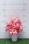 Букет цветов "Георгины" (2 шт) SF-5131, в ассортименте