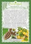 Свечи №13 Противопаразитарные (с прополисом, маслами чёрного тмина и грецкого ореха. Для взрослых и детей)