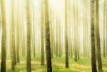 Фотопанно полосы "Весеннее утро в лесу", 400*270 см                             (d-102449)