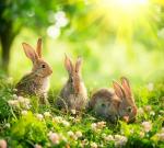 Фотопанно полосы "Кролики", 300*270 см                             (d-102222)