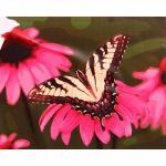Картина рисование по номерам 40*50 см "Бабочка на цветке" Е698