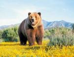 Большой медведь на весеннем холме