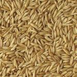 Овес зерно (голозерный) 1 кг