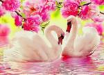 Пара лебедей среди цветов