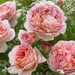 Саженец Английские кустовые розы Абрахам Дерби (Abraham Darby)