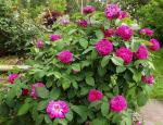 Саженец Парково-кустовые розы Роз де Решт (Rose de Rescht)