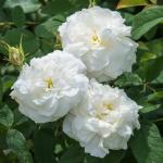 Саженец Парково-кустовые розы Фис Клайм (Fis Klaim)