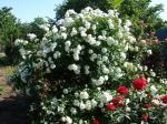 Саженец Парково-кустовые розы Фис Клайм (Fis Klaim)