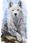 Белоснежный волк на скале