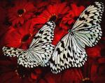 Белые бабочки
