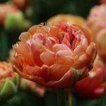 Тюльпан Copper Image (5 луковиц)