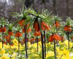 Рябчик Fritillaria Rubra (луковица)
