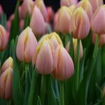 Тюльпан Mango Charm (5 луковиц)