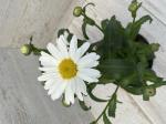 Леукантемум д13 Sweet Daisy Jane