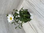 Леукантемум д13 Sweet Daisy Jane