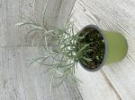 Бессмертник д10 angustifolia Tall Curry