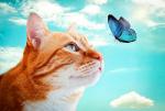 Рыжий кот и бабочка на фоне голубого неба