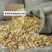 Овес шугуровский в оболочке