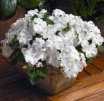 Бальзамин д9 SunStanding White