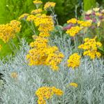 Бессмертник д10 angustifolia Tall Curry