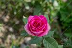 Гранд гала розовая. Саженец розы