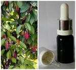 47 Эфирное масло Гурьюнского бальзама Dipterocarpus spp, 10 мл