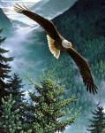 Большой орёл над горными лесами