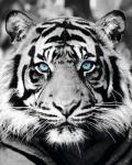 Черно-белый тигр с голубыми глазами