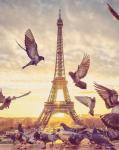 Голуби в озарённом солнцем Париже