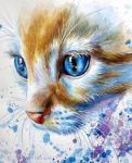 Котенок с болььшими голубыми глазами
