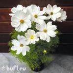 Семена цветов Космея дваждыперистая белая (10 семян)