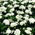 Семена цветов Агератум белый (15 семян)