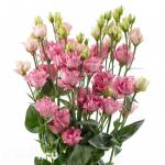 Семена цветов Эустома махровая розовая (10 семян)