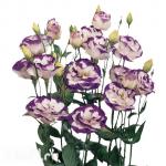 Семена цветов Эустома махровая фиолетово-белая (10 семян)