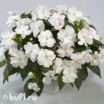Семена цветов Бальзамин Ново-Гвинейский белый (5 семян)