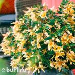 Семена цветов Бегония боливийская желтая (5 семян)