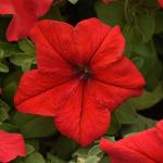 Семена цветов Петуния крупноцветковая красная (15 семян)