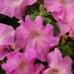 Семена цветов Петуния крупноцветковая розовая (15 семян)