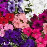 Семена цветов Петуния крупноцветковая смесь цветов (25 семян)