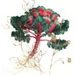 Семена цветов Капуста декоративная «Корал Квин» красная (15 семян)