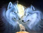 Волчья пара на фоне луны