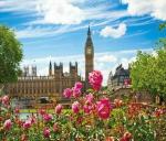 Вестминстерский дворец и розовые розы