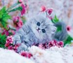 Пушистый серый котенок в цветах