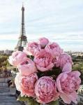 Букет розовых пионов на фоне Эйфелевой башни