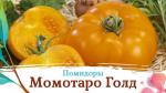 Томат Момотаро Голд 3шт (25229)