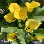 Саженцы Калла Желтая (клубень)