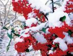 Спелые ягоды рябины под свежим снегом