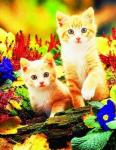 Пара рыжих котят в весенние цветочки