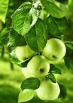 Ветка с зелёными яблоками